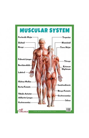 Muscular System : Human Body Chart
